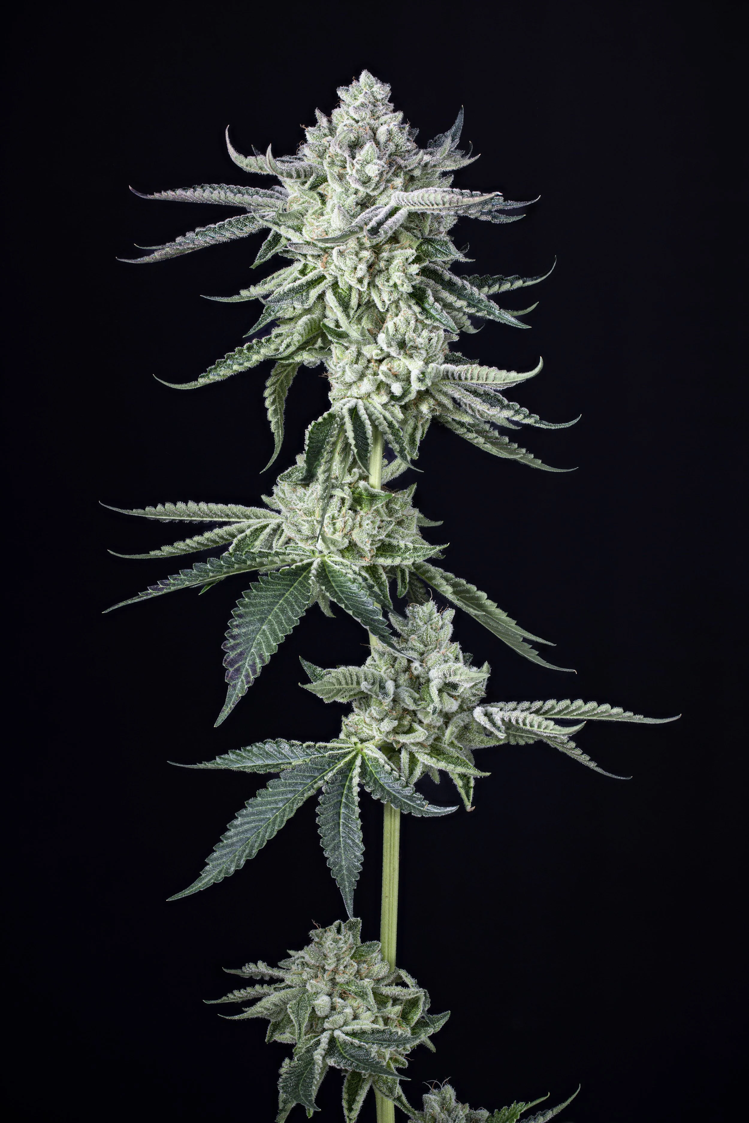 Genetics | Tap Root Fields Cannabis